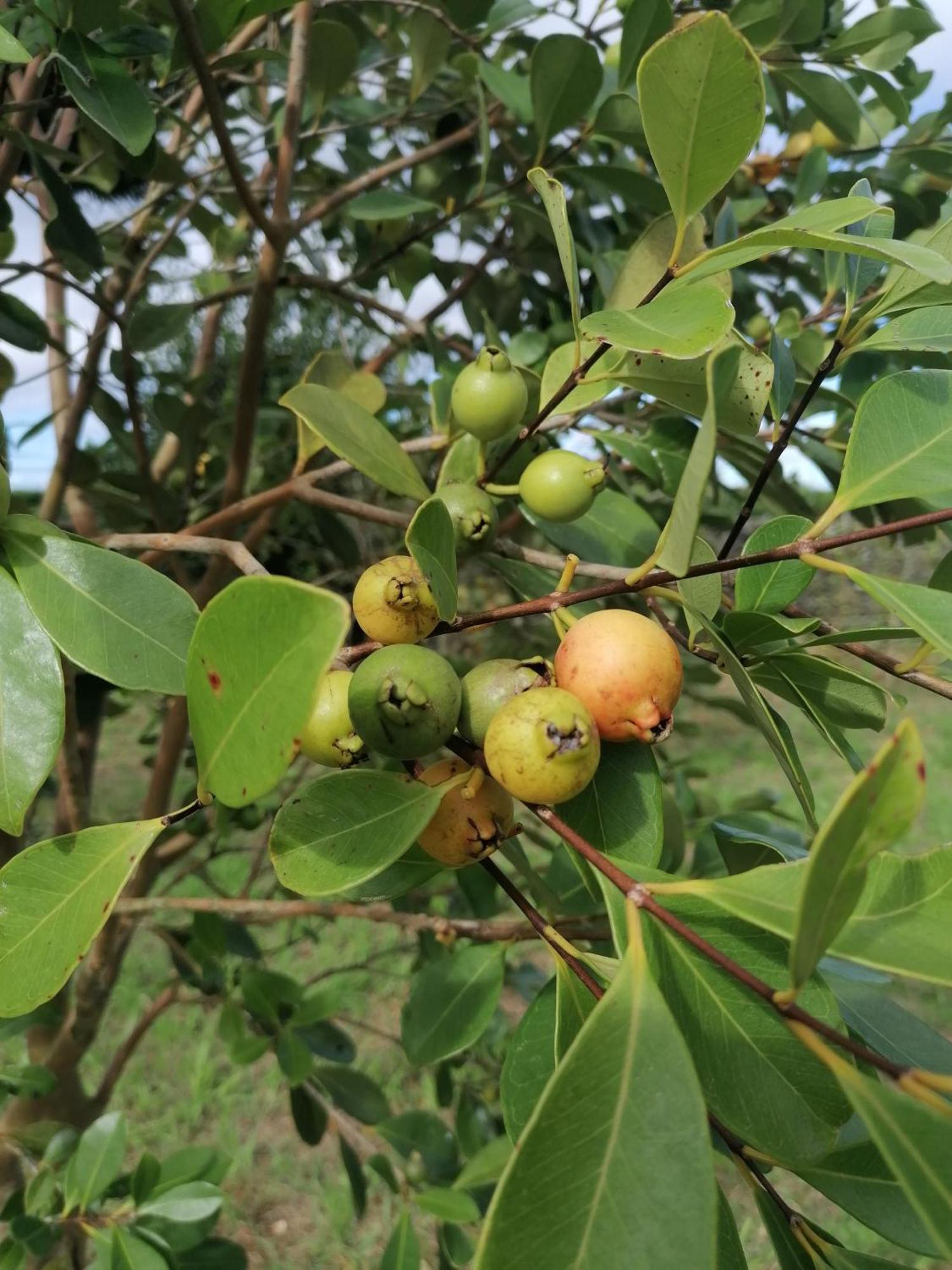 São Vicente Ferreira Espaco Roteiro De Mimos מראה חיצוני תמונה